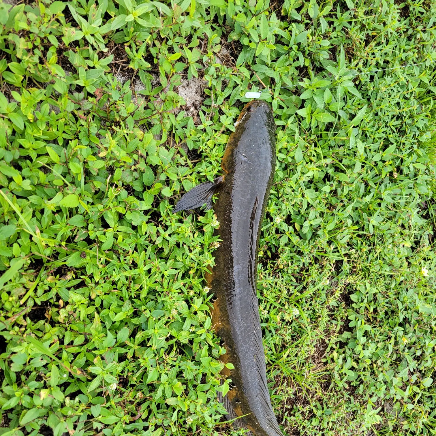 The most recent Bullseye snakehead catches on Fishbrain