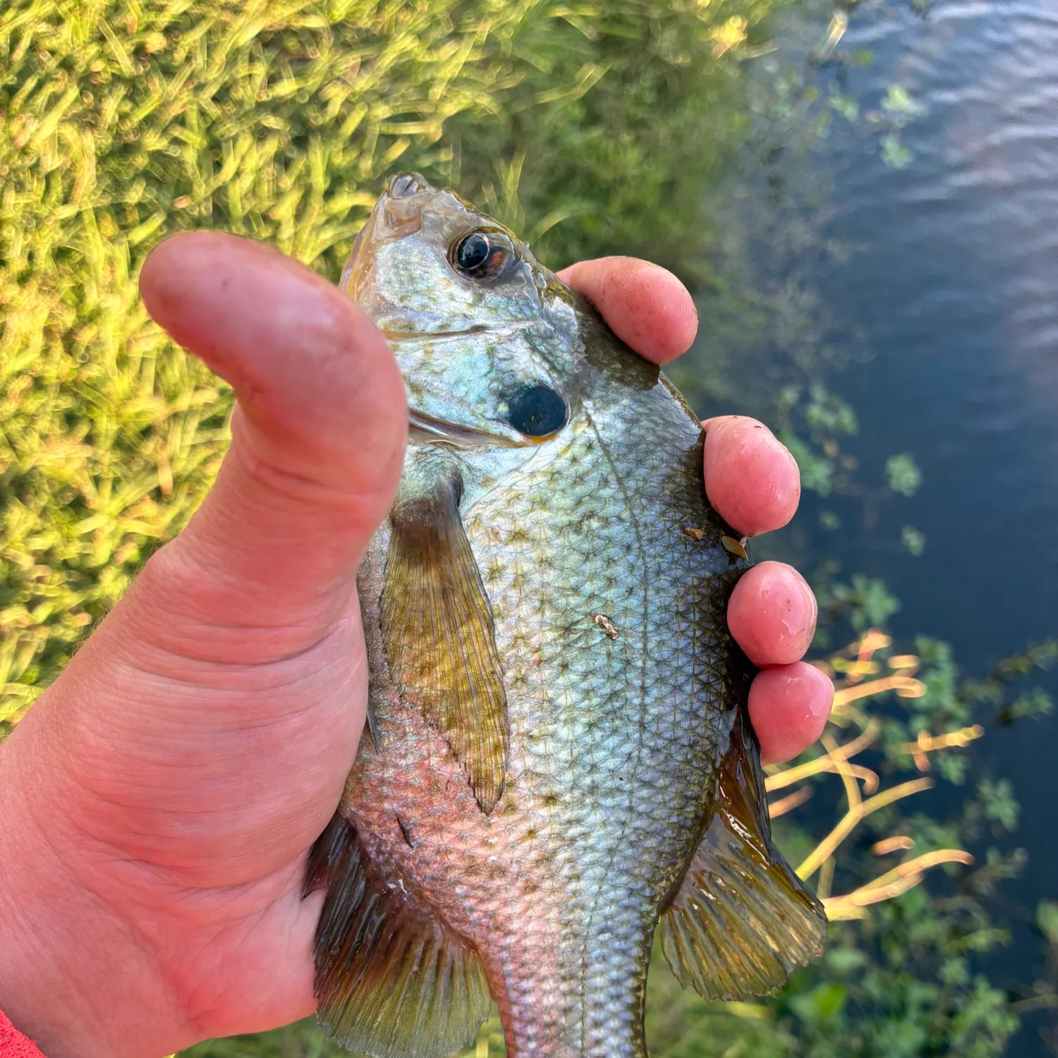 Redear sunfish caught on Fishbrain