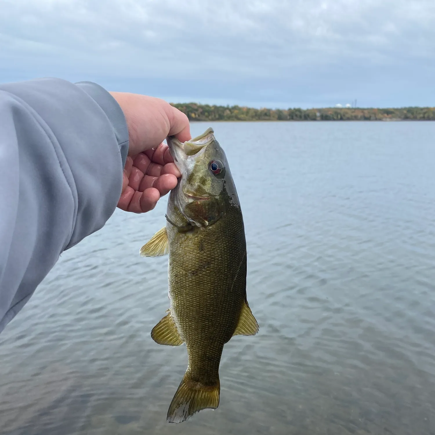 Smallmouth bass caught on Fishbrain