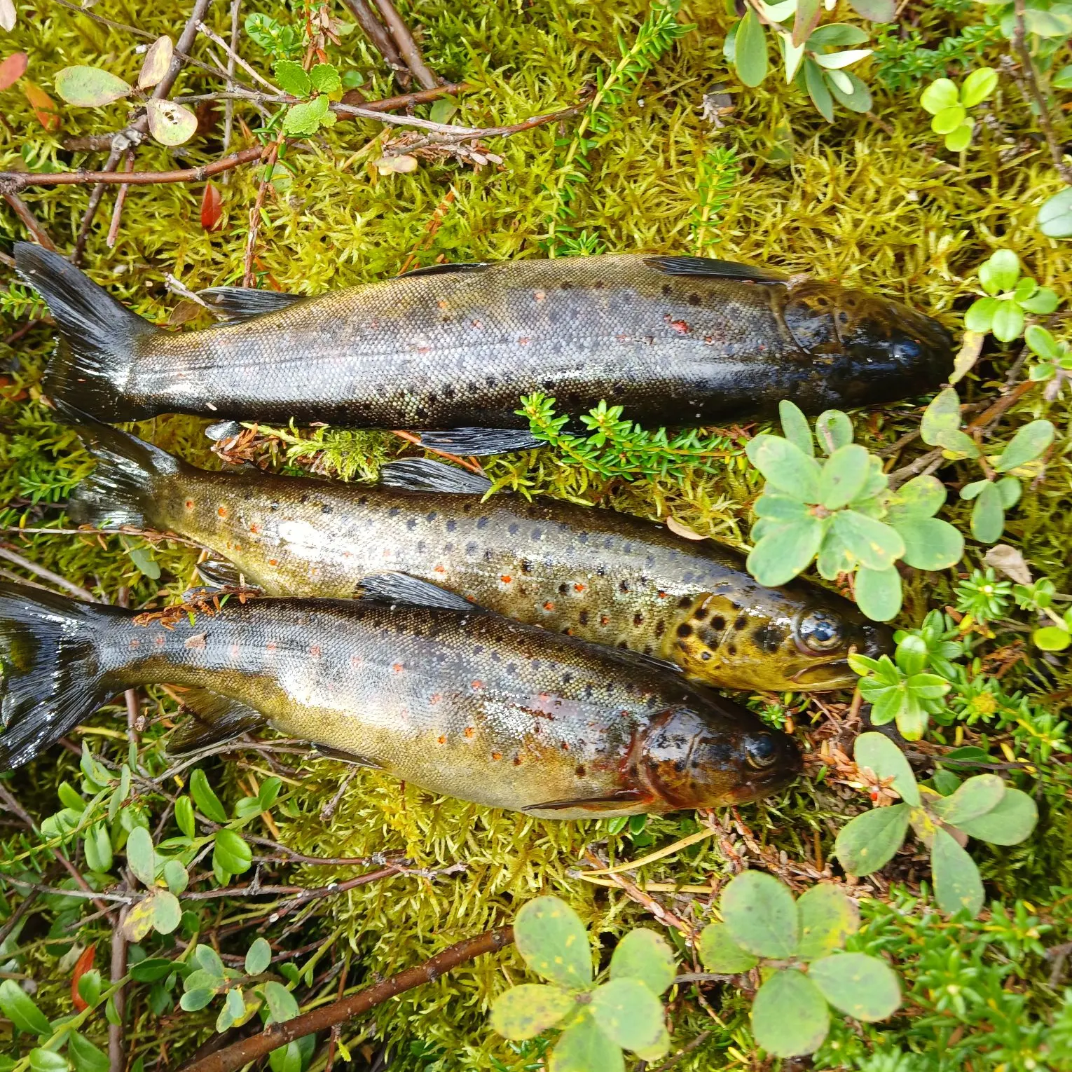 recently logged catches