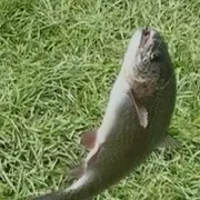Rainbow trout caught on Fishbrain