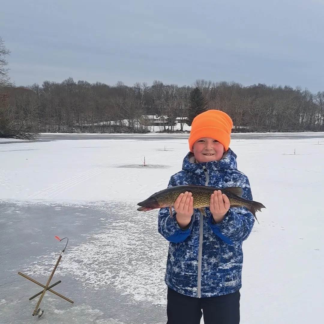 Chain pickerel caught on Fishbrain