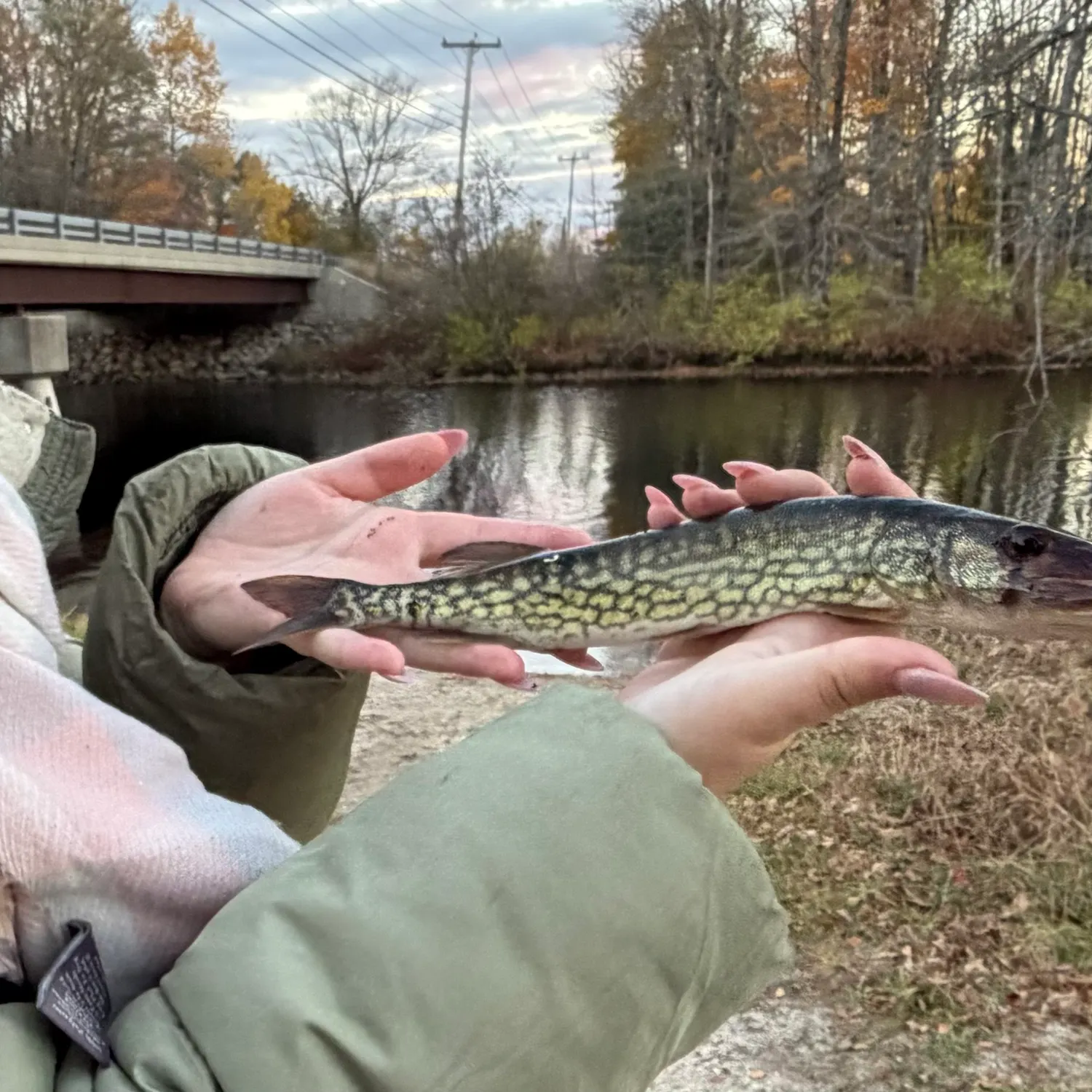 Chain pickerel caught on Fishbrain