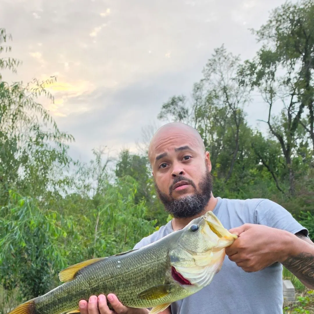 Largemouth bass caught on Fishbrain