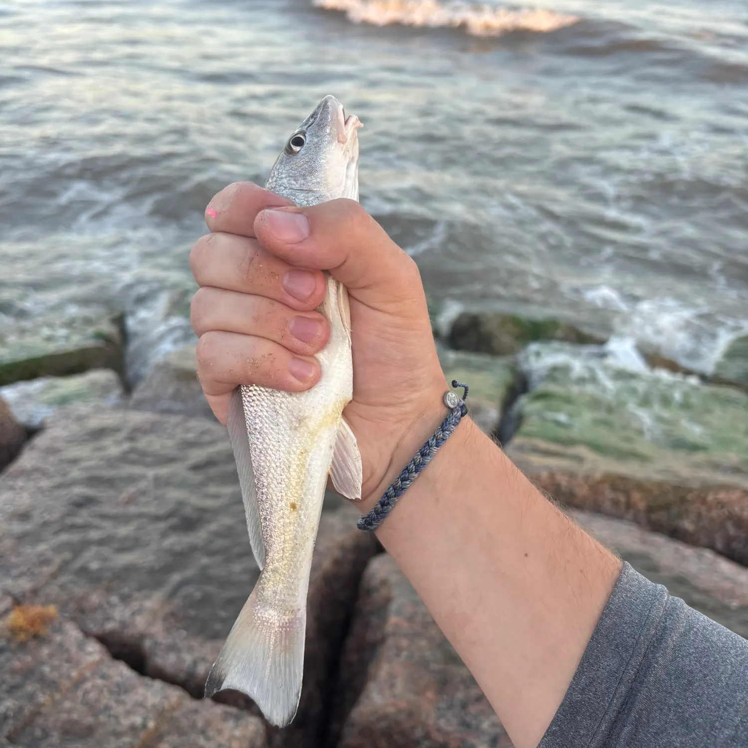 The most recent Atlantic croaker catches on Fishbrain