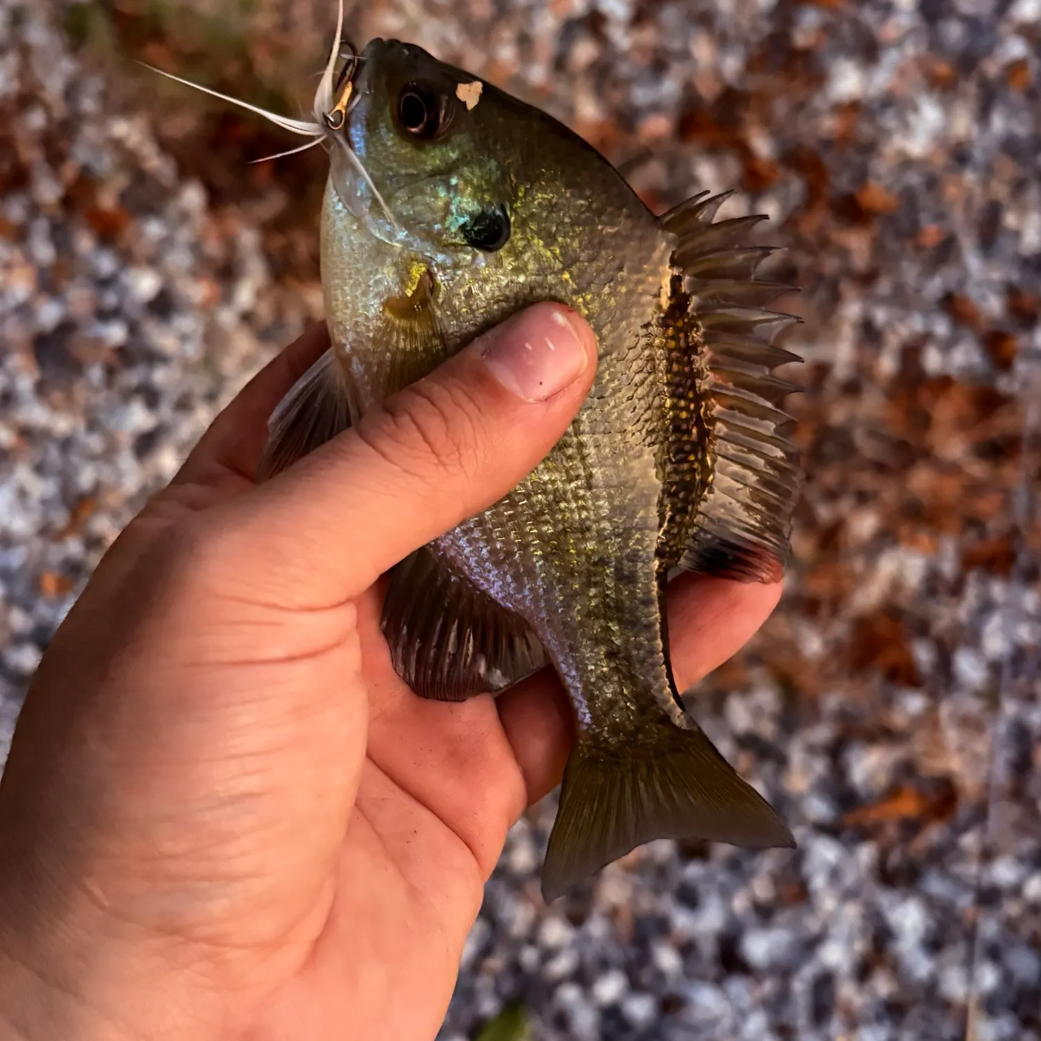 Bluegill caught on Fishbrain