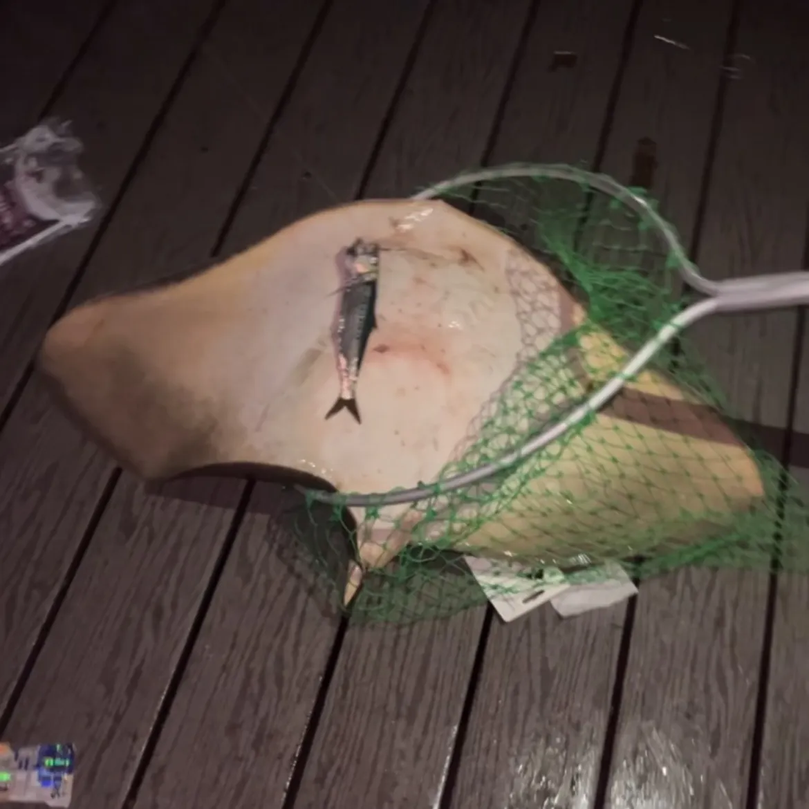 The most recent Spiny butterfly ray catches on Fishbrain