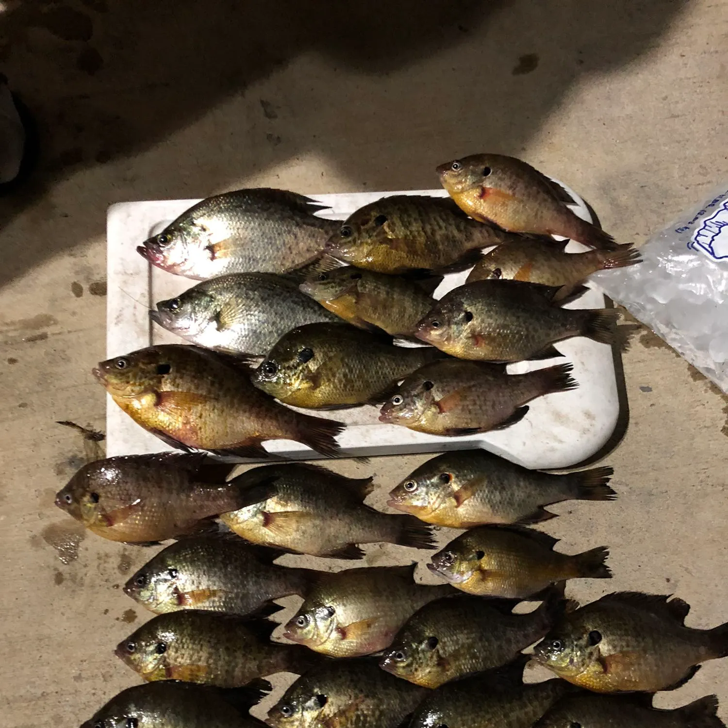 recently logged catches