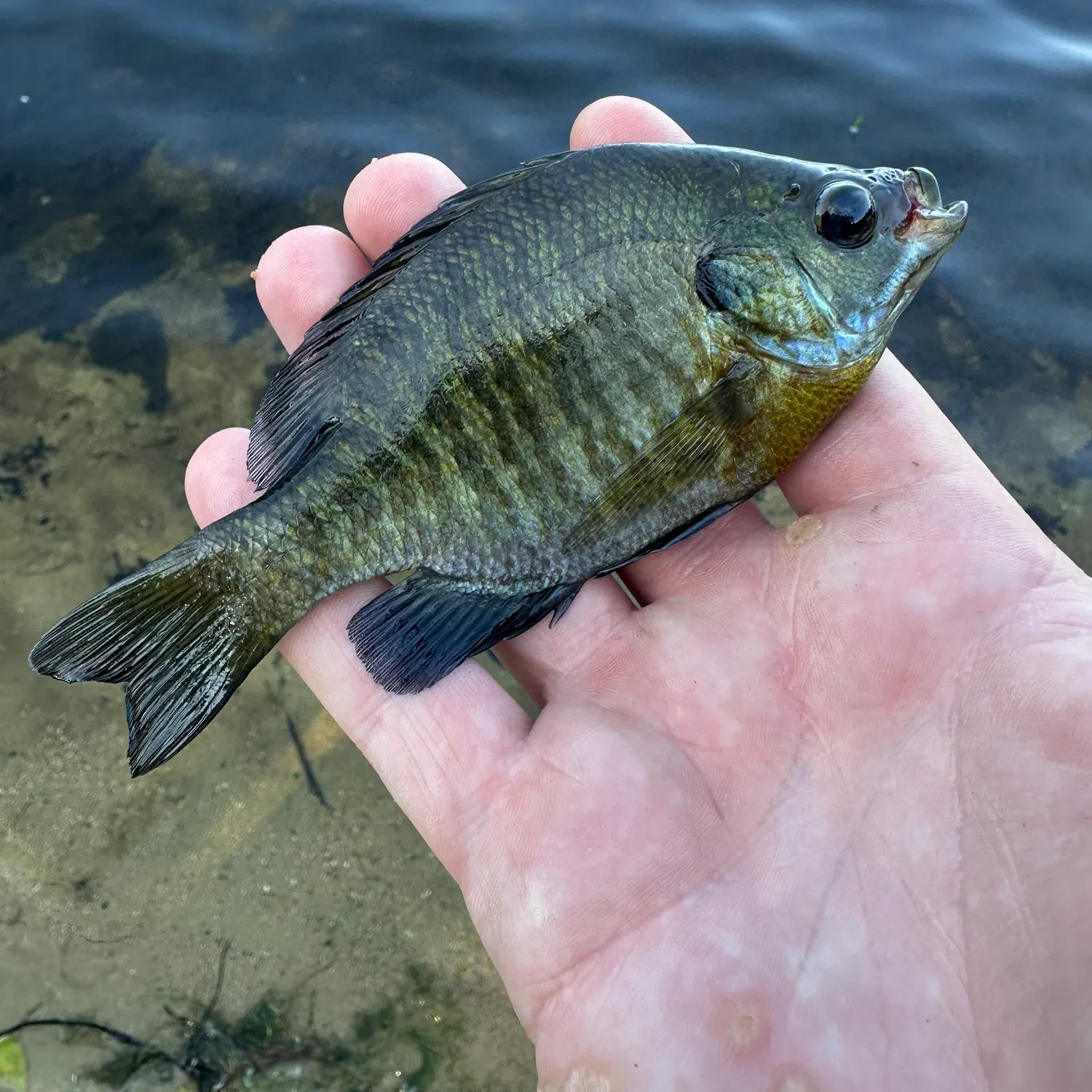 Bluegill caught on Fishbrain