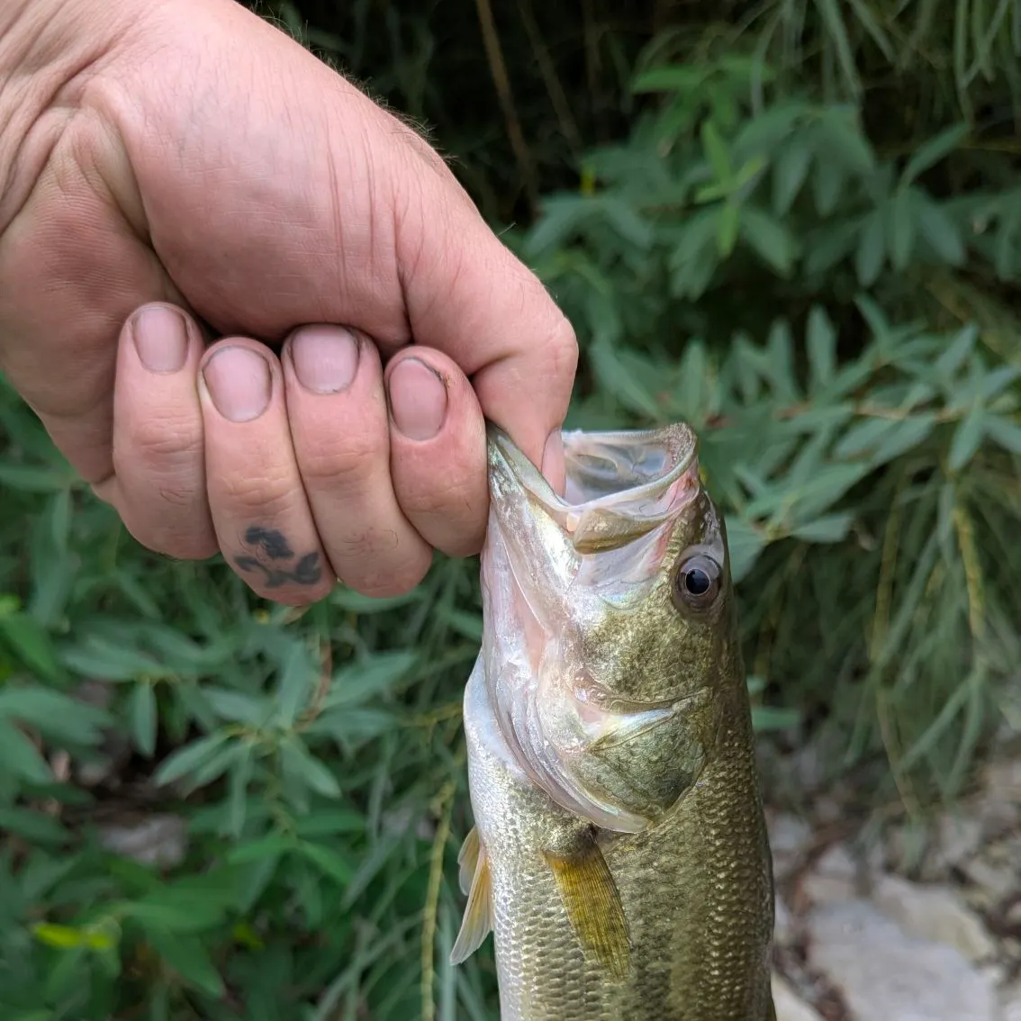 Largemouth bass caught on Fishbrain