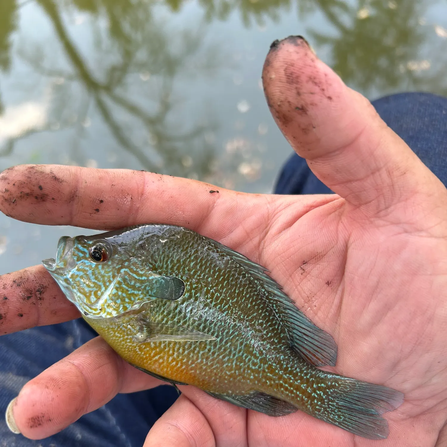 Longear sunfish caught on Fishbrain