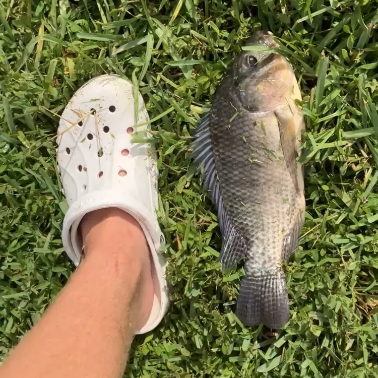 Blue tilapia caught on Fishbrain