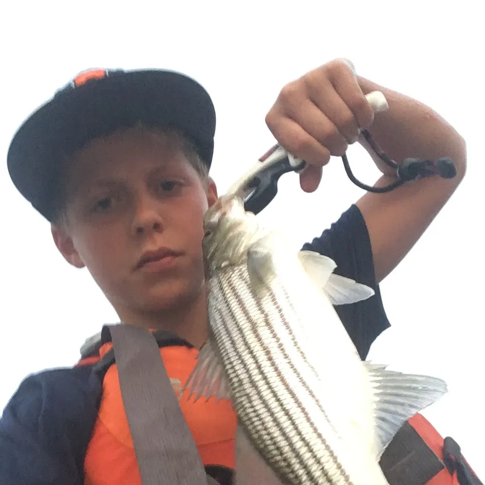 Striped bass caught on Fishbrain