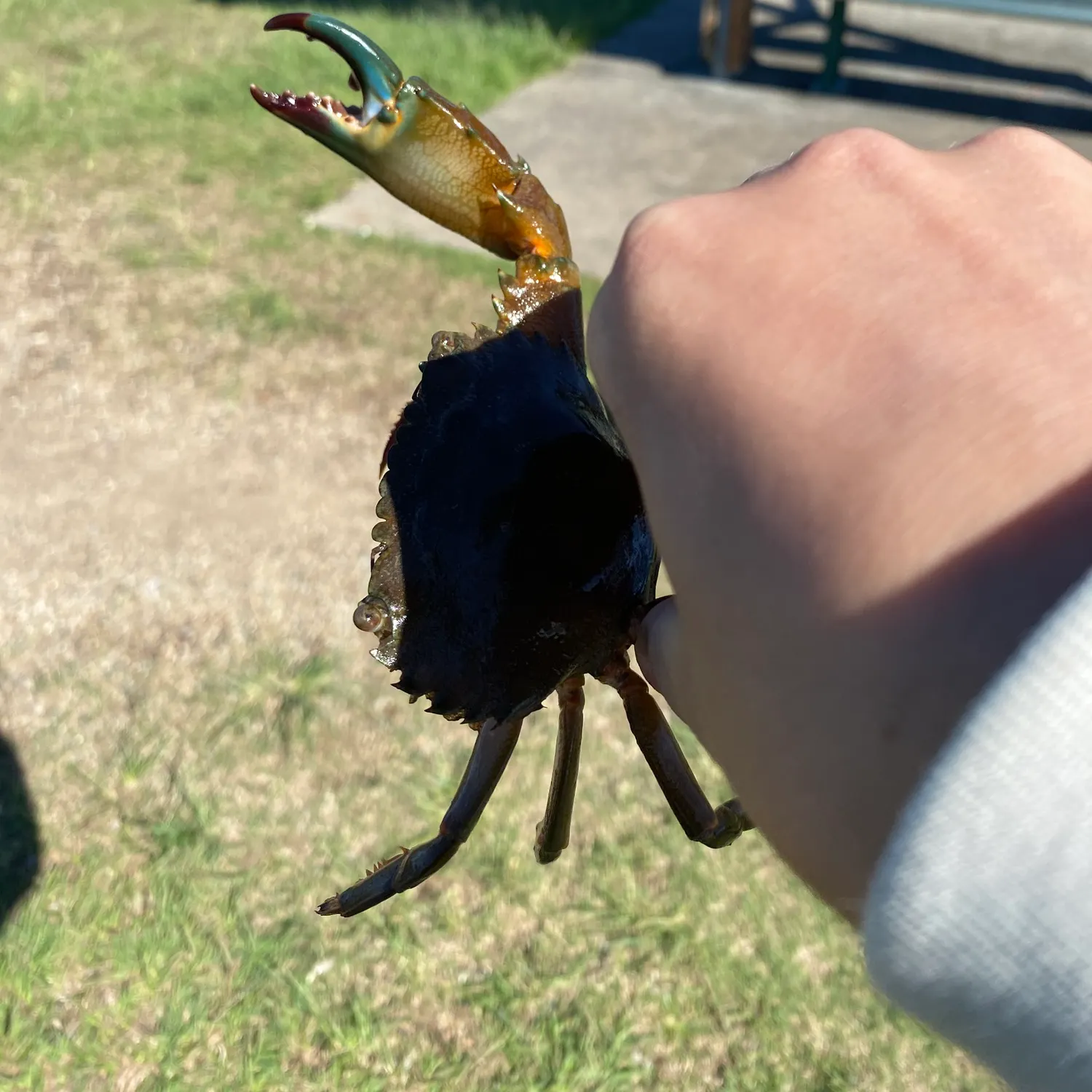 The most recent Blue land crab catches on Fishbrain
