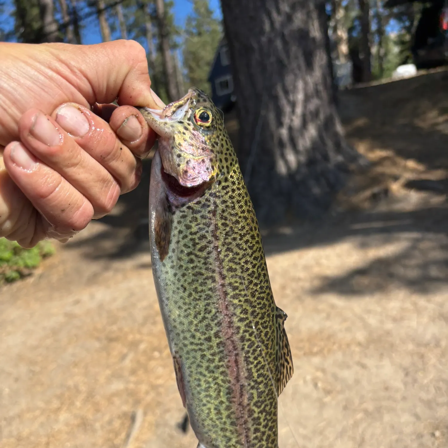 catch
