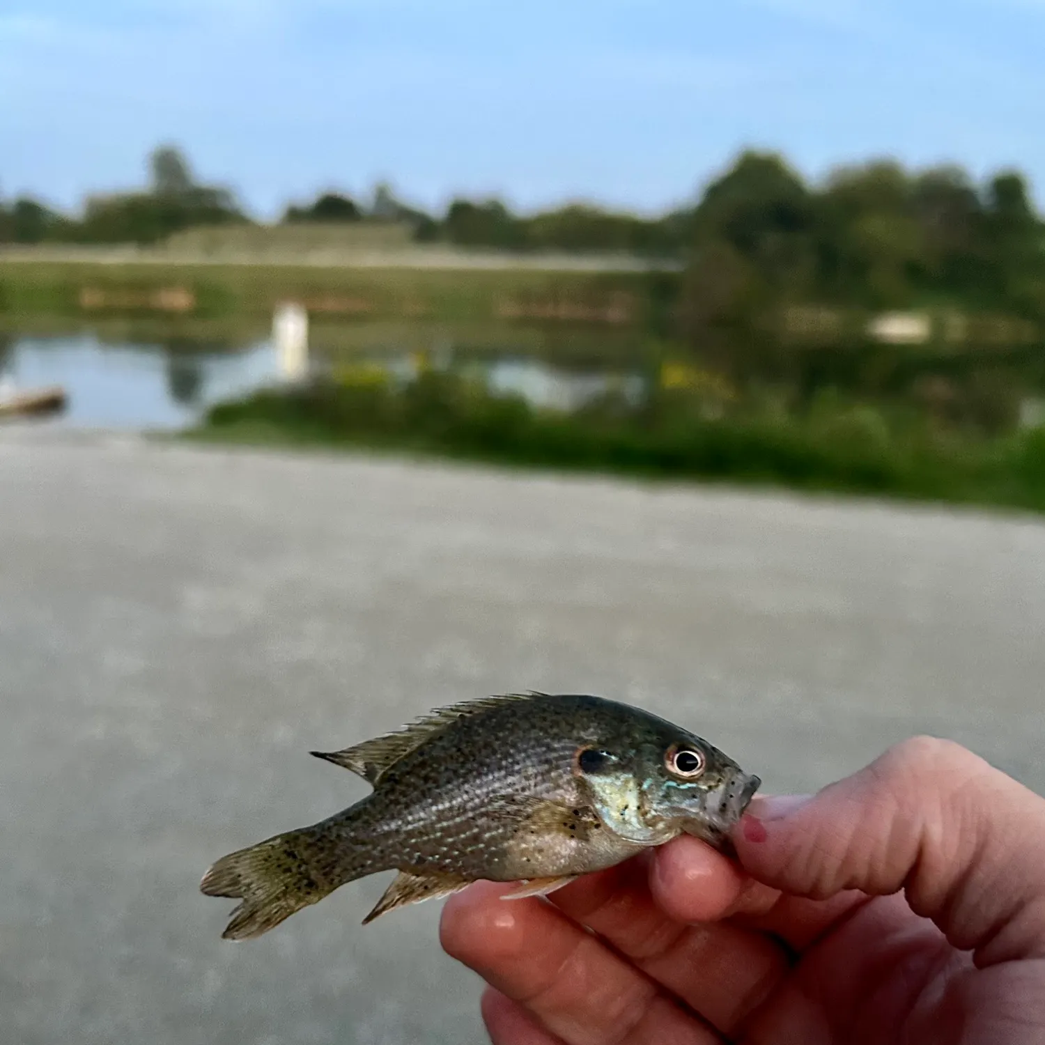 Green sunfish caught on Fishbrain