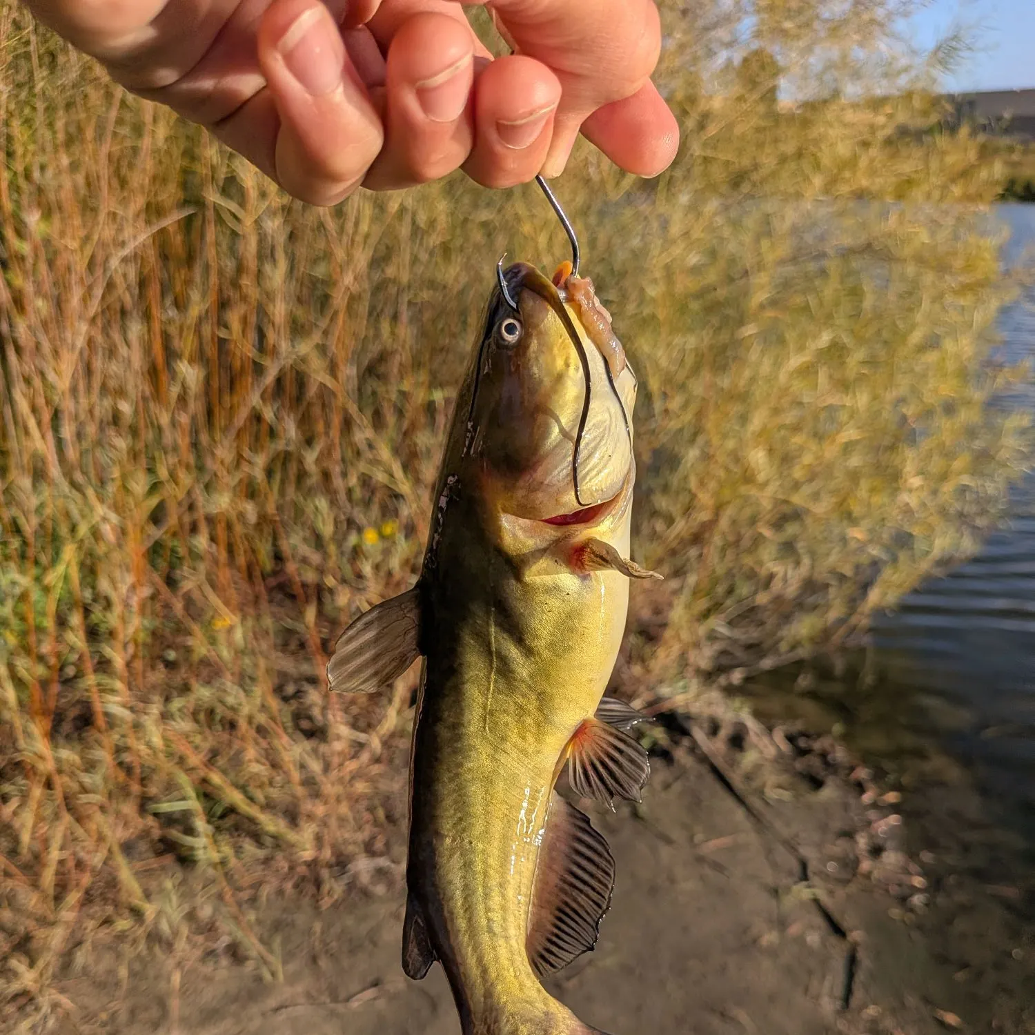 Yellow bullhead caught on Fishbrain