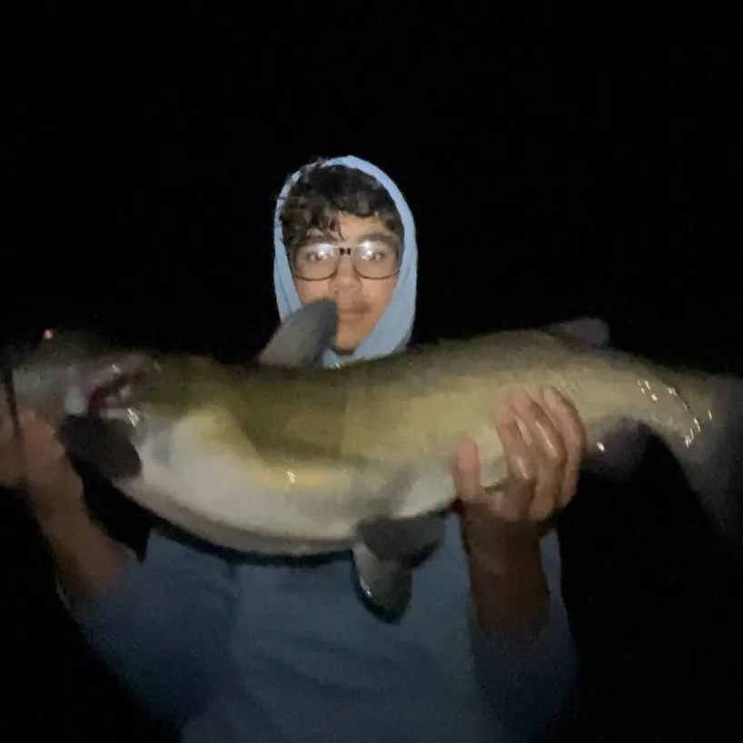 Channel catfish caught on Fishbrain