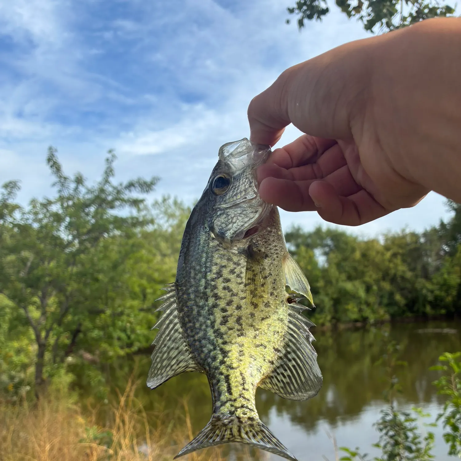 Black crappie caught on Fishbrain