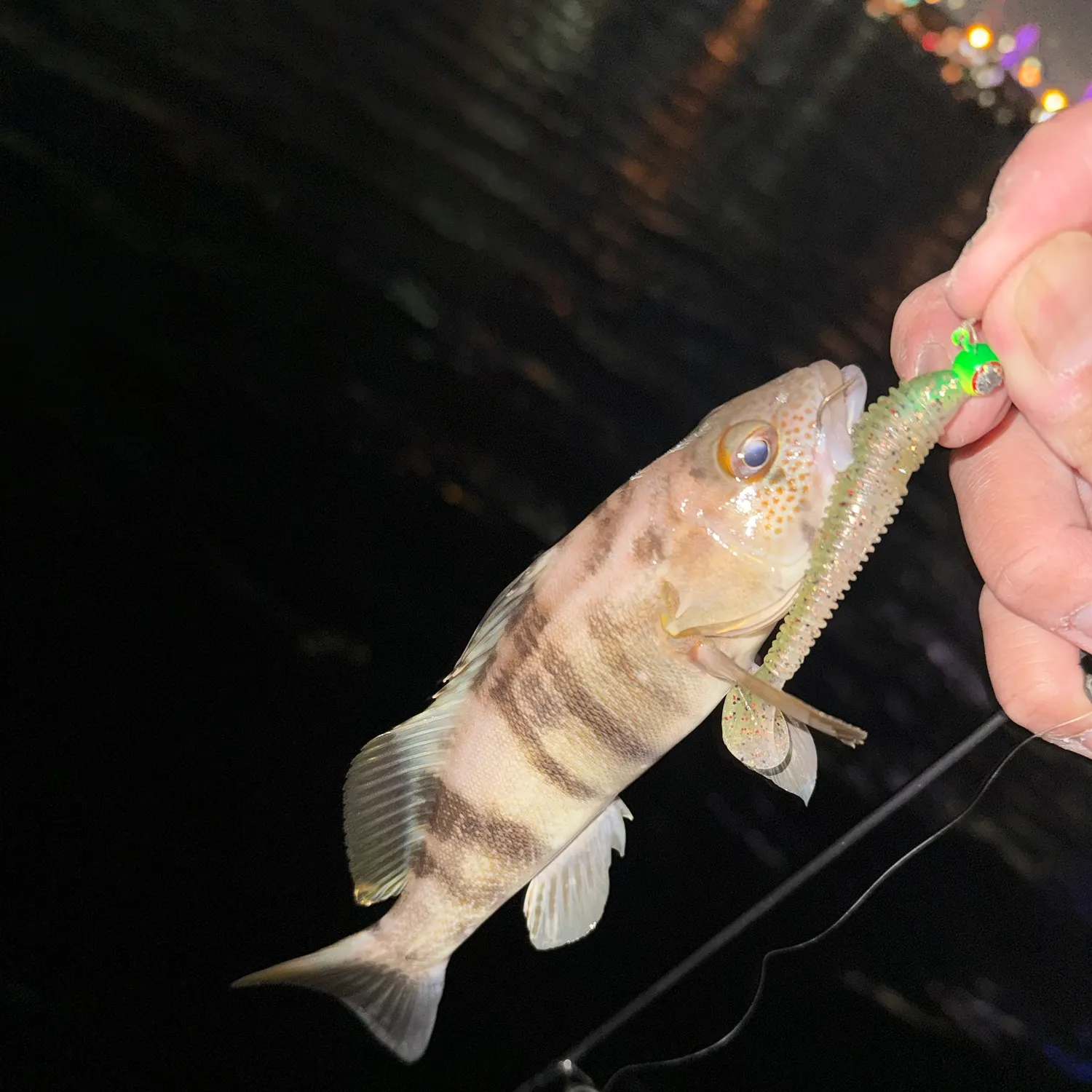 Barred sand bass caught on Fishbrain