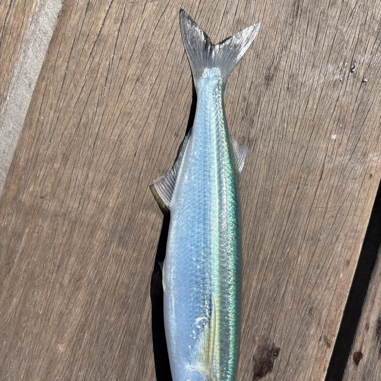 Surf smelt caught on Fishbrain