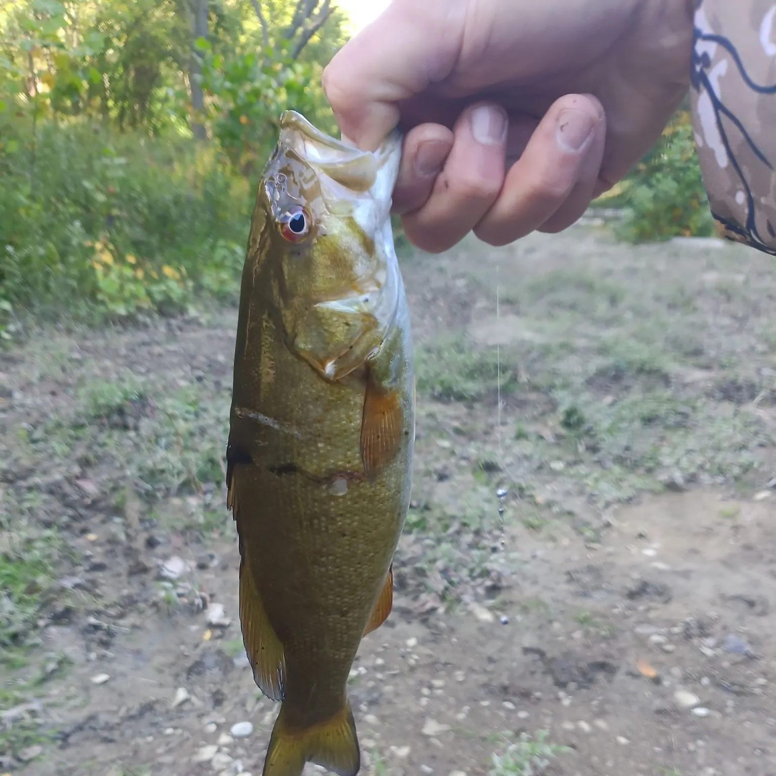 Smallmouth bass caught on Fishbrain