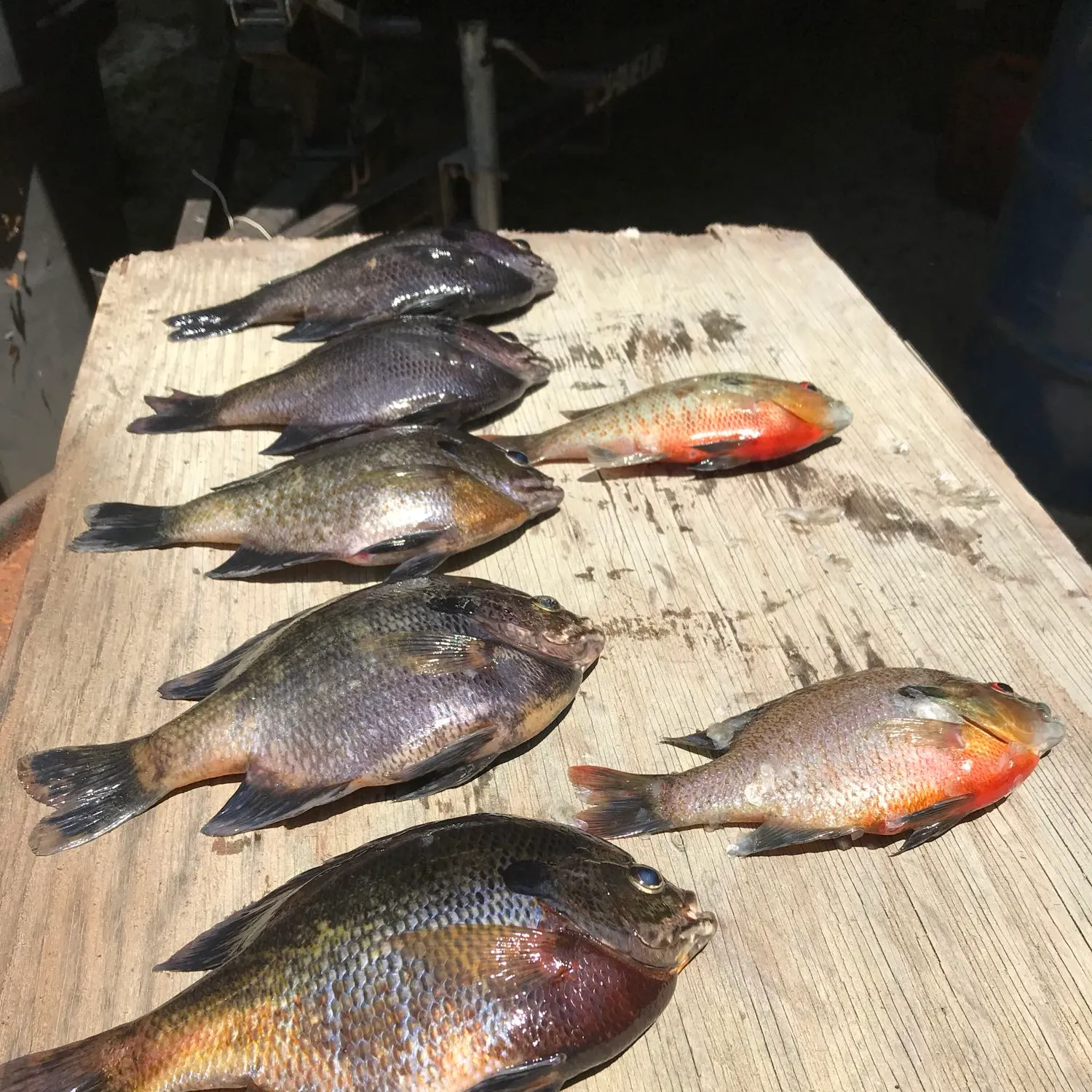 recently logged catches