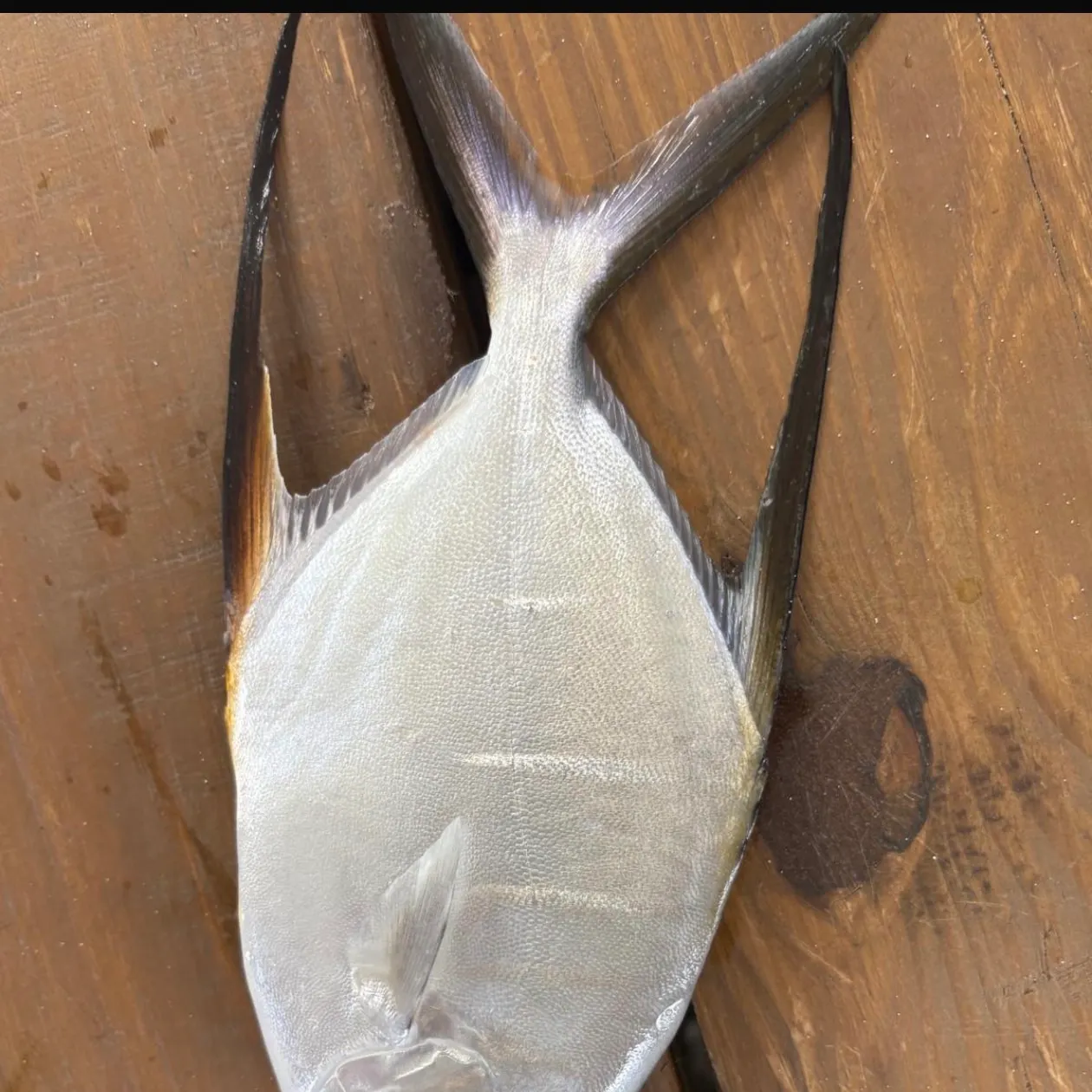 The most recent Palometa catches on Fishbrain