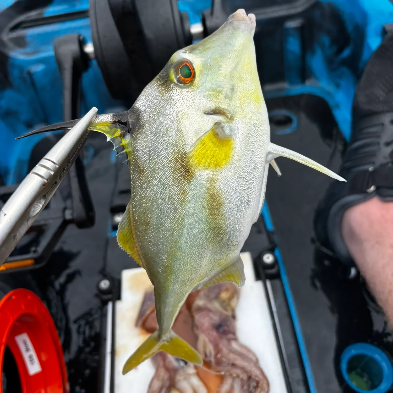 The most recent Black-flag tripodfish catches on Fishbrain