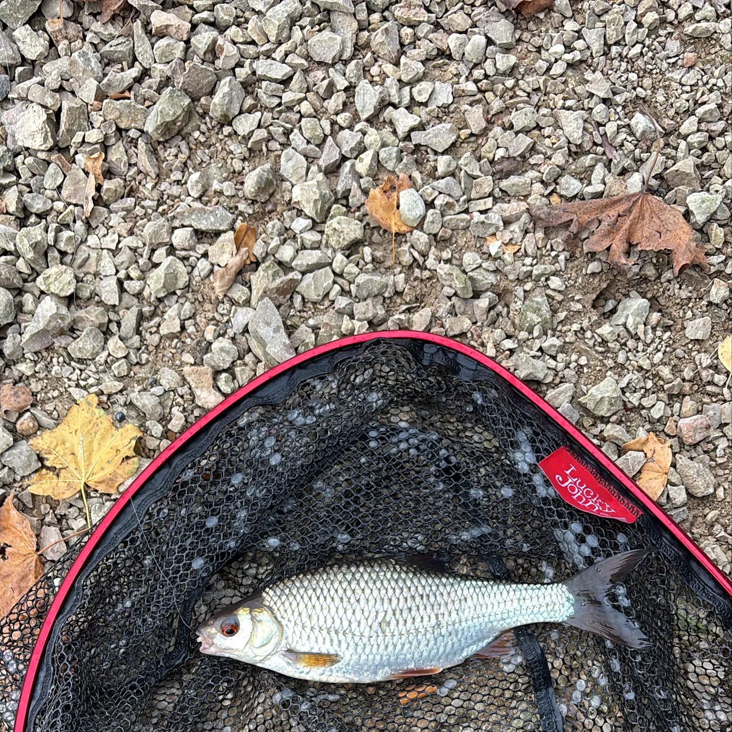 Common roach caught on Fishbrain