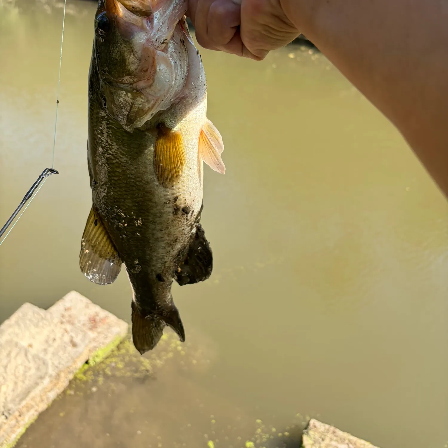 Largemouth bass caught on Fishbrain