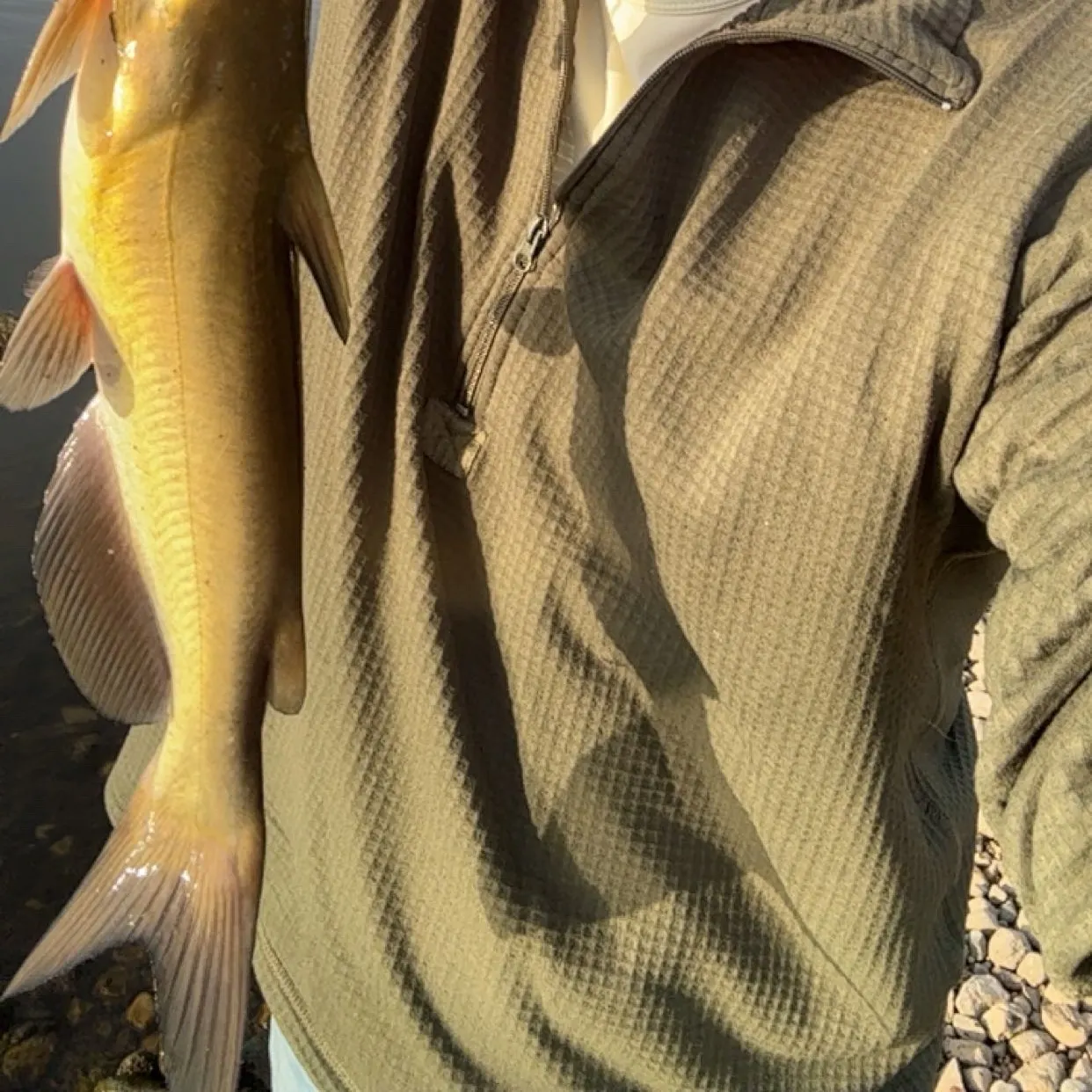 Channel catfish caught on Fishbrain