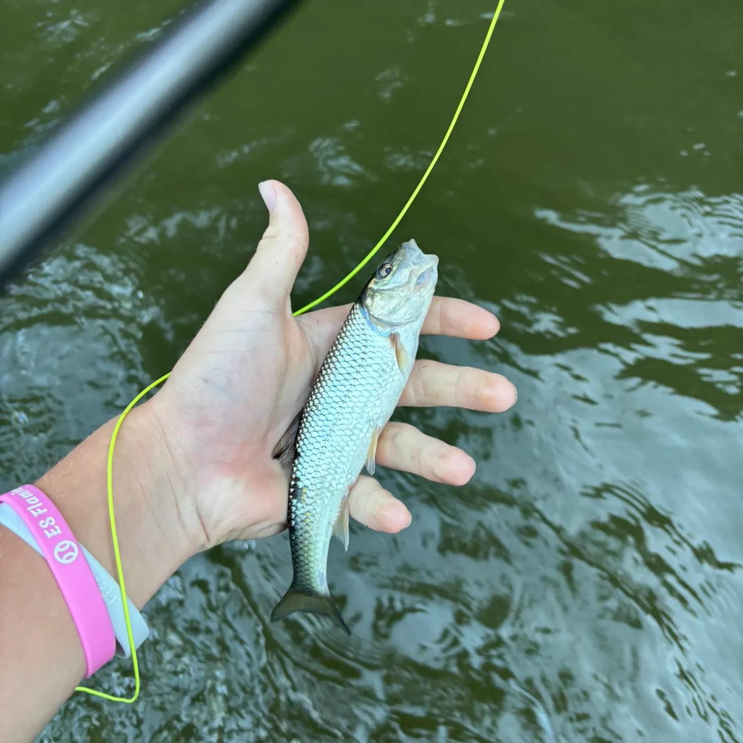 Fallfish caught on Fishbrain