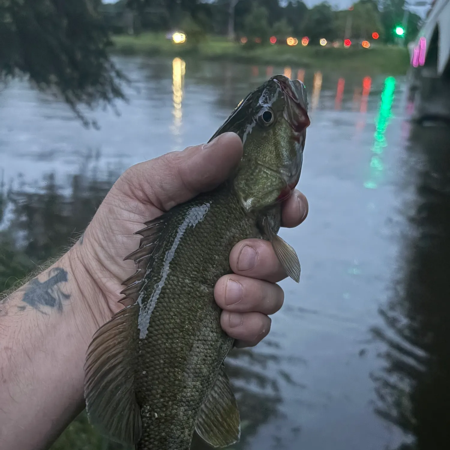 Smallmouth bass caught on Fishbrain