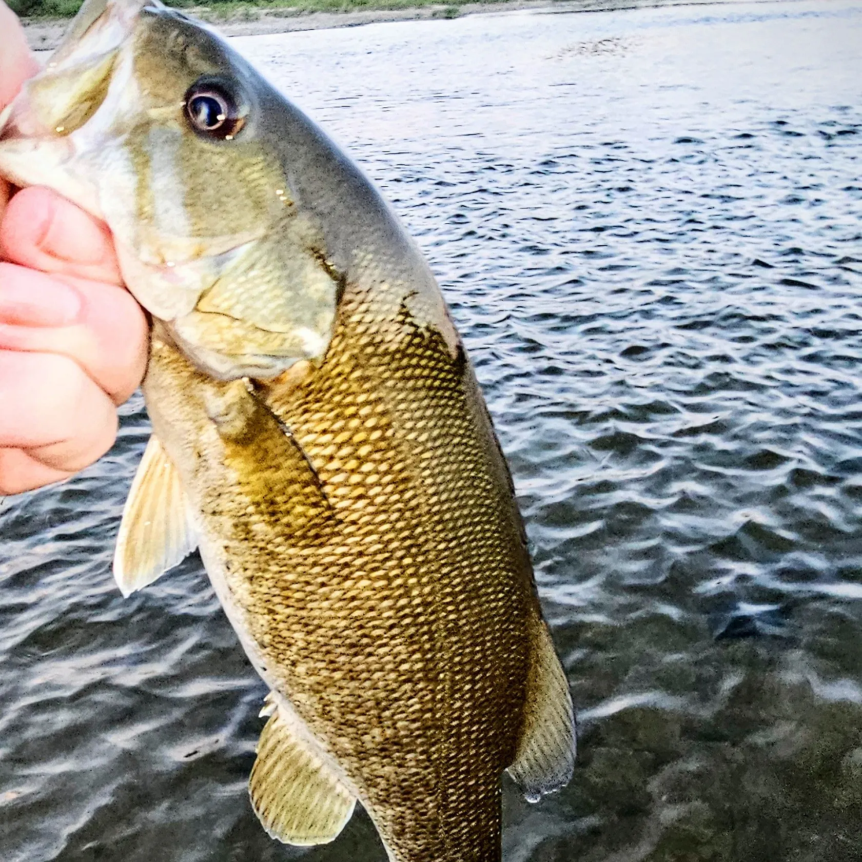 Smallmouth bass caught on Fishbrain