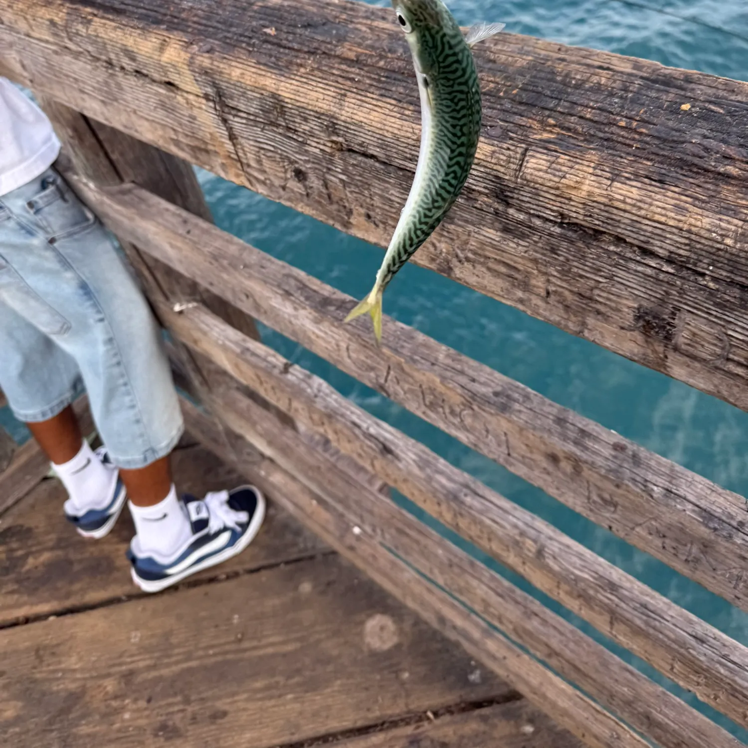 Pacific chub mackerel caught on Fishbrain