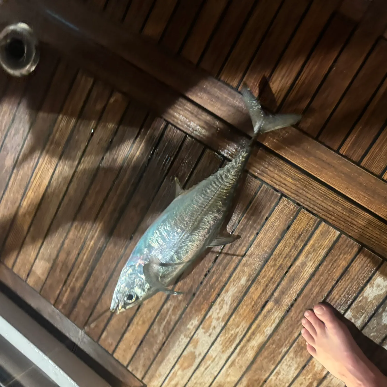 Narrow-barred Spanish mackerel caught on Fishbrain