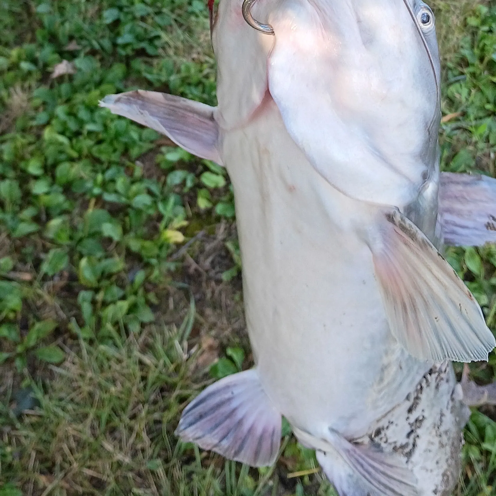Blue catfish caught on Fishbrain