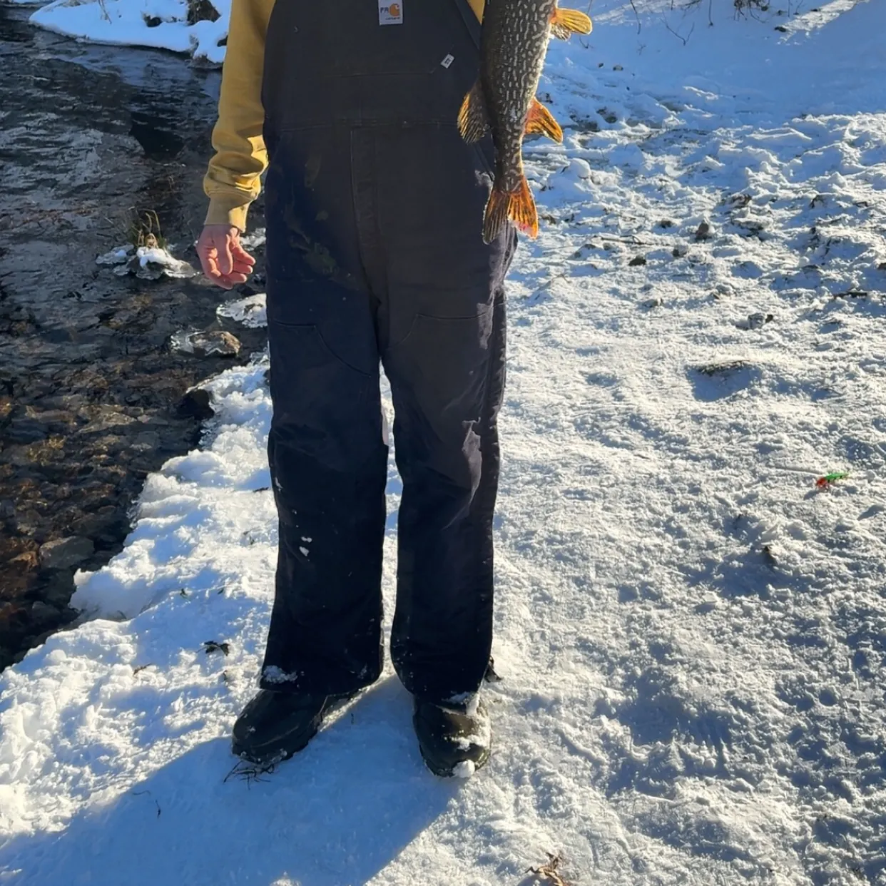 The most recent Northern pike catches on Fishbrain