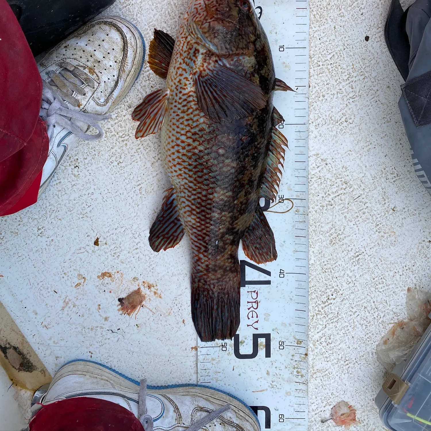 Ballan wrasse caught on Fishbrain