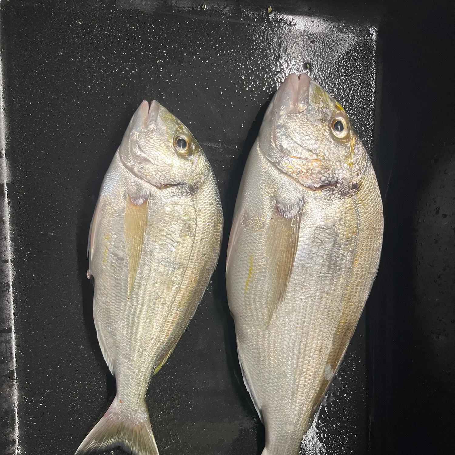 Gilthead seabream caught on Fishbrain