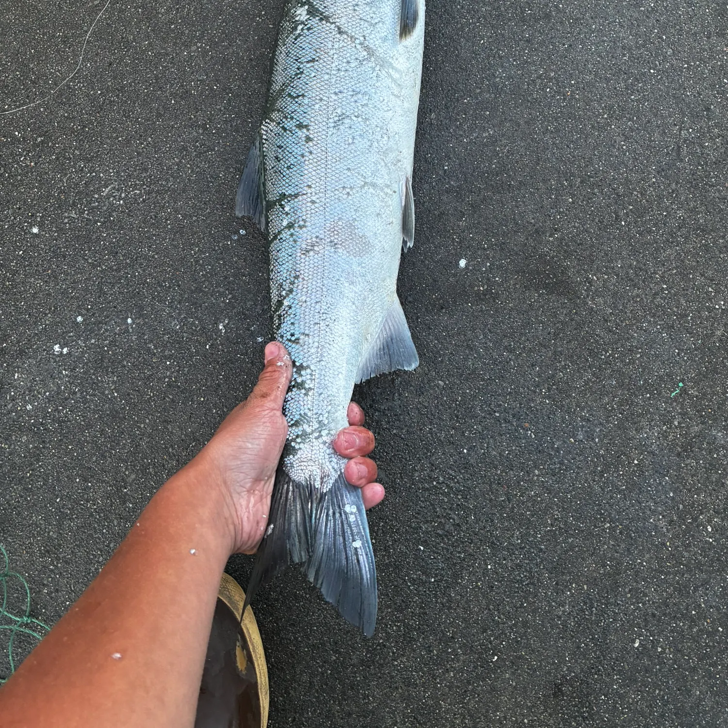 Coho salmon caught on Fishbrain