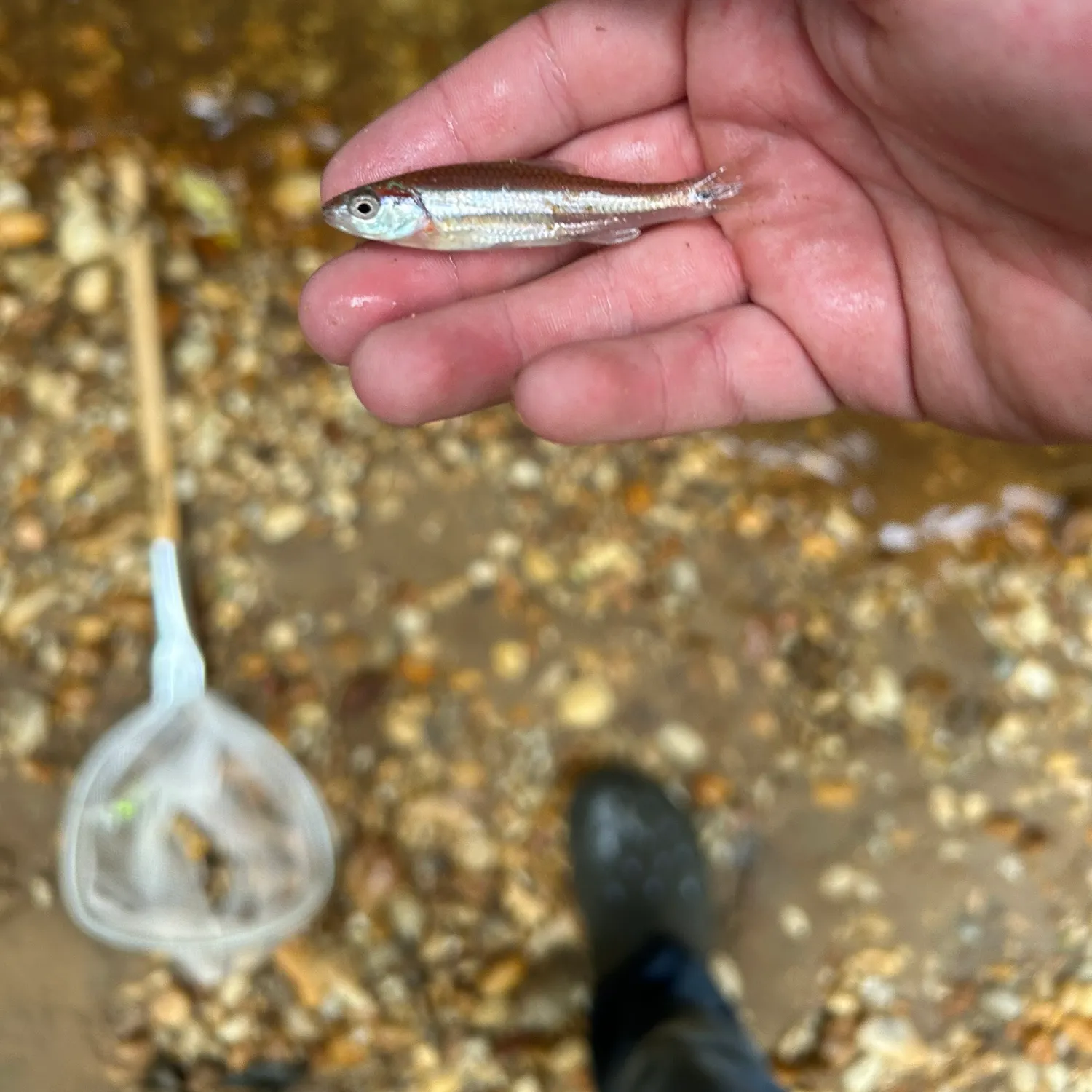 The most recent Rough shiner catches on Fishbrain