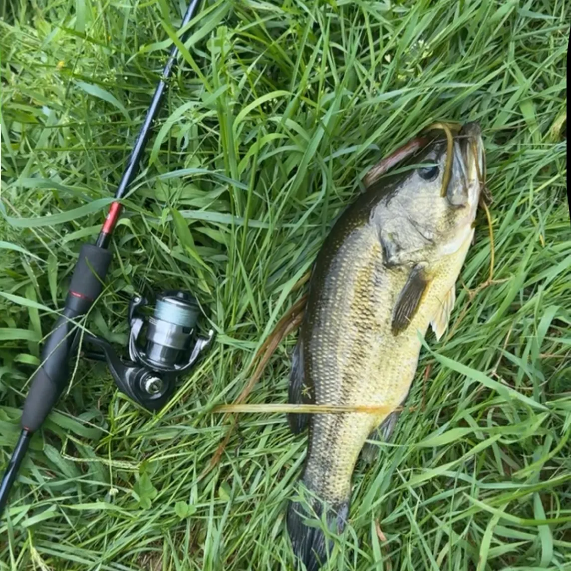 Largemouth bass caught on Fishbrain