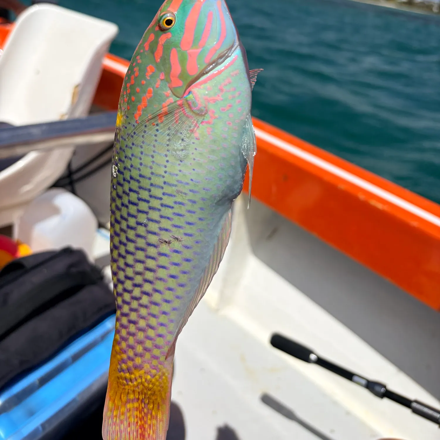 The most recent Checkerboard wrasse catches on Fishbrain