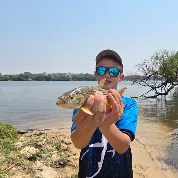 The most recent African tigerfish catches on Fishbrain