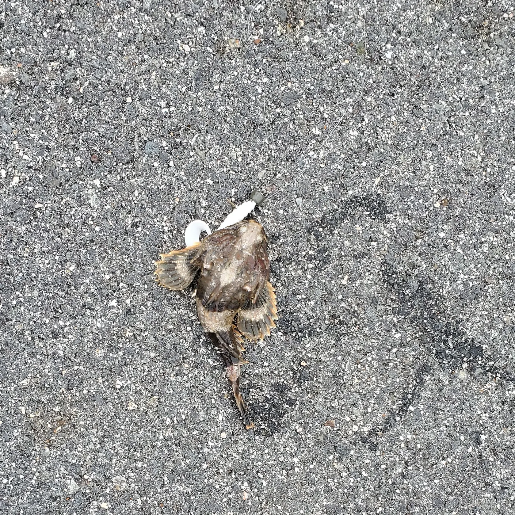 The most recent Shorthorn sculpin catches on Fishbrain