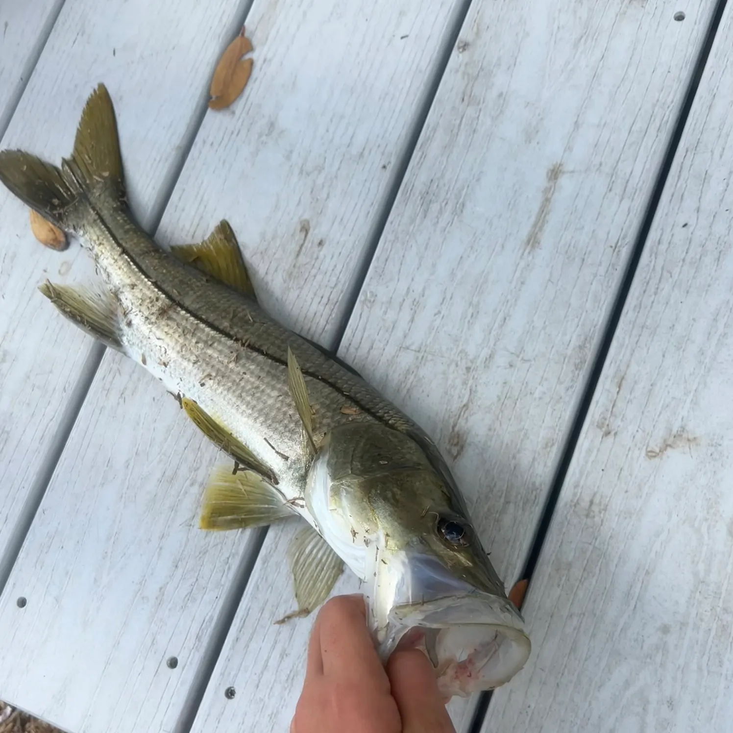catch