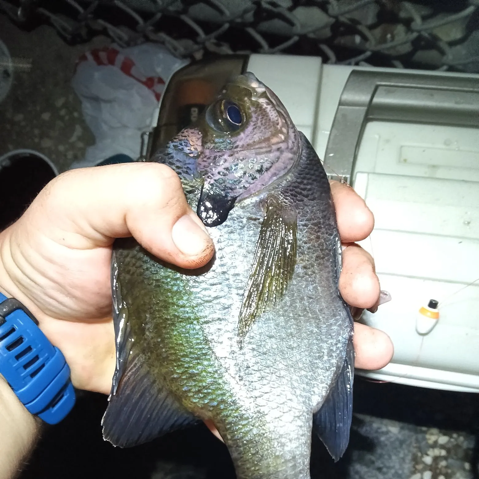 recently logged catches