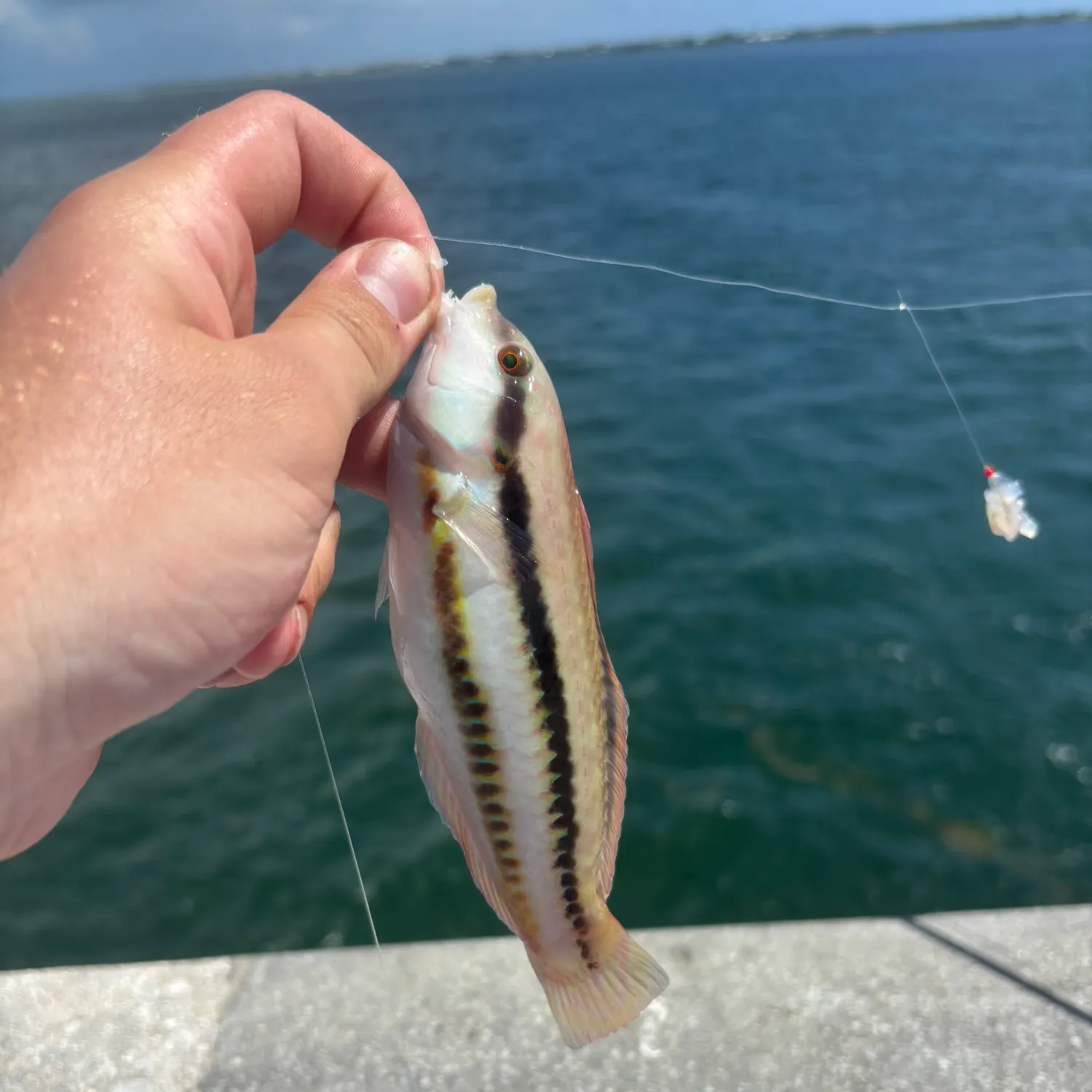 The most recent Slippery dick wrasse catches on Fishbrain